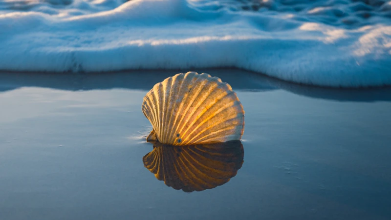 1. Explication Du Symbolisme Du Coquillage