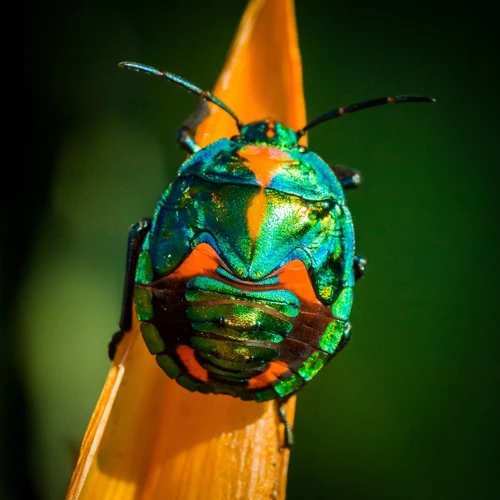 4. Les Différentes Interprétations Des Rêves D'Insectes Sous La Peau