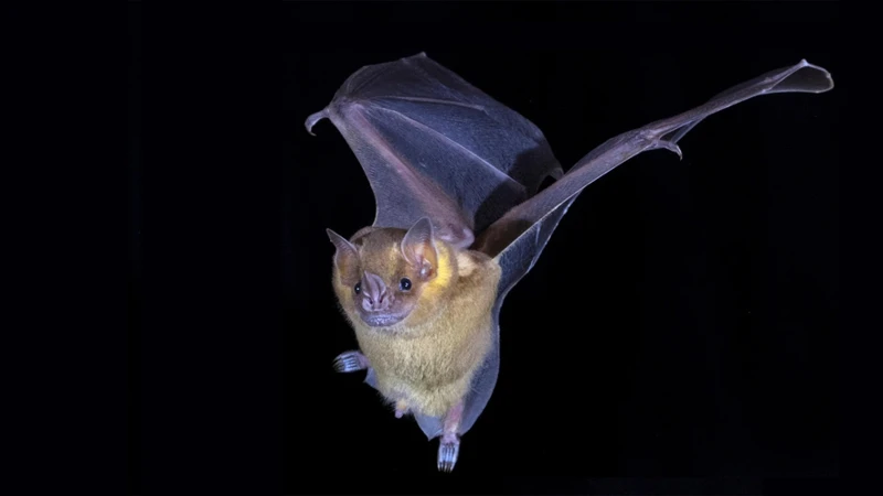 Les Chauves-Souris Dans La Mythologie Et La Culture