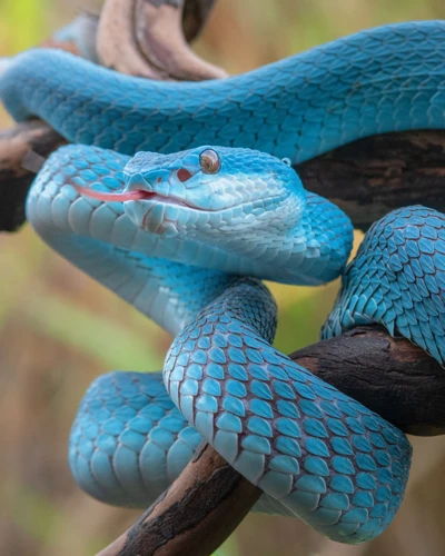 Rêver De Se Faire Mordre Par Un Serpent Non Venimeux