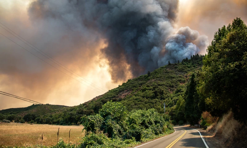 Les Rêves D'Incendie De Forêt: Qu'Est-Ce Que Ça Signifie?