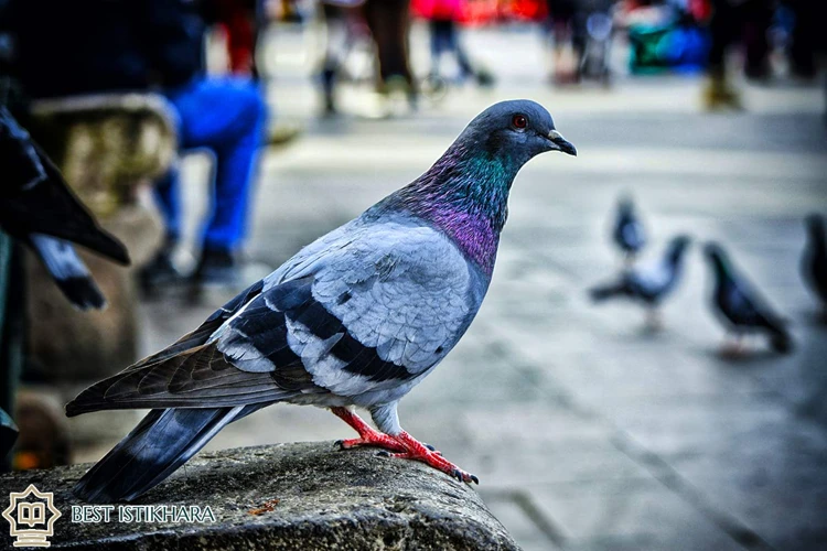 Interprétation Des Rêves De Pigeons