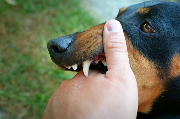 Interprétation Des Rêves De Morsure De Chien