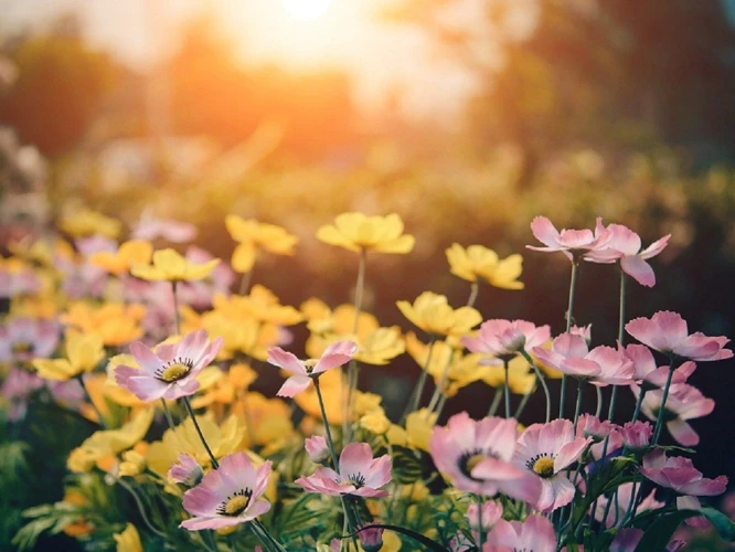 Interprétation Des Rêves Avec Des Fleurs