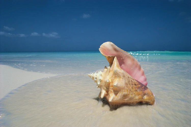 Interprétation Du Coquillage Dans Les Rêves