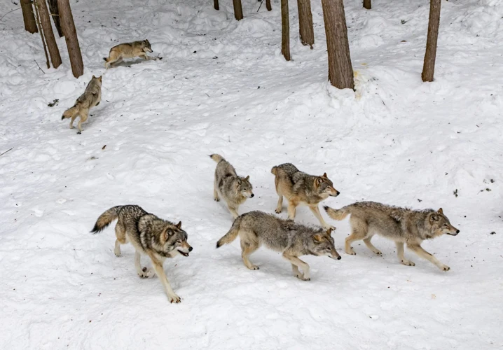 Interprétation Des Rêves De Loups