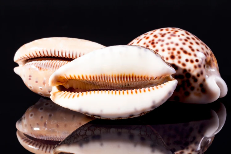 Origine Et Historique Du Symbole Du Coquillage