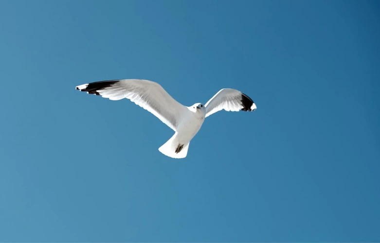 Mouette En Vol : Aspirations Et Désirs