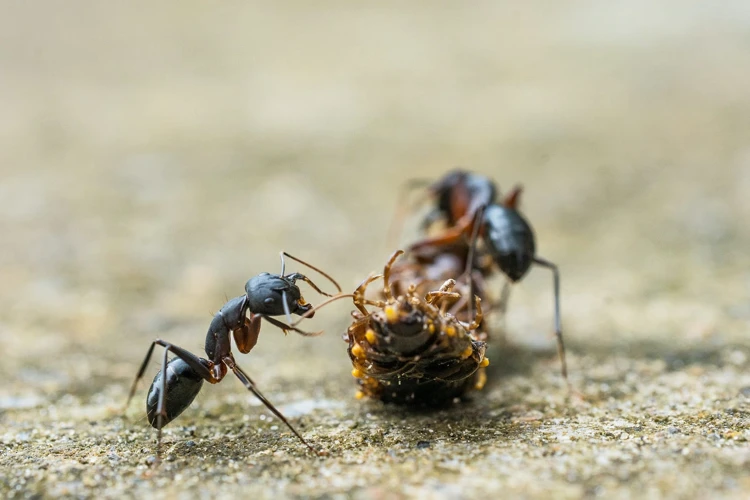 La Fourmi Dans Les Rêves