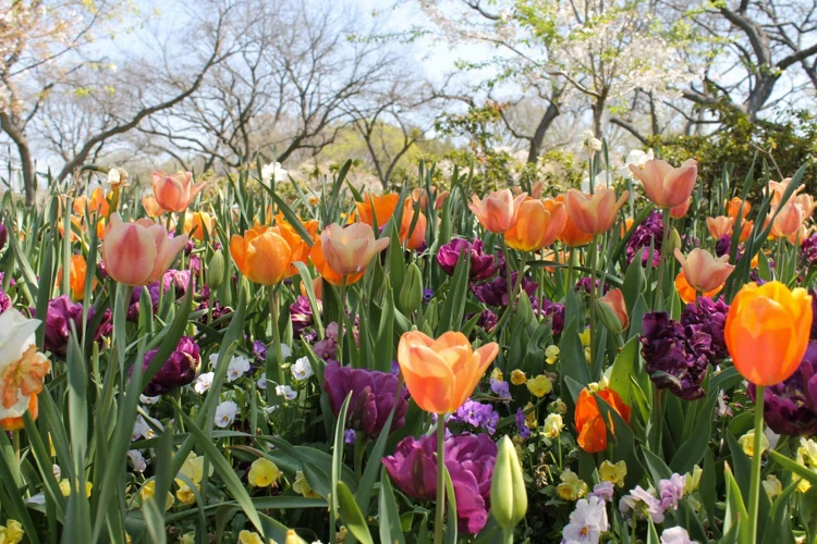 Les Couleurs Des Fleurs Dans Les Rêves