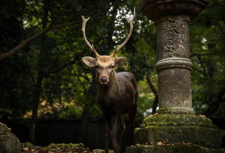 Le Chevreuil Dans La Culture Et La Symbolique