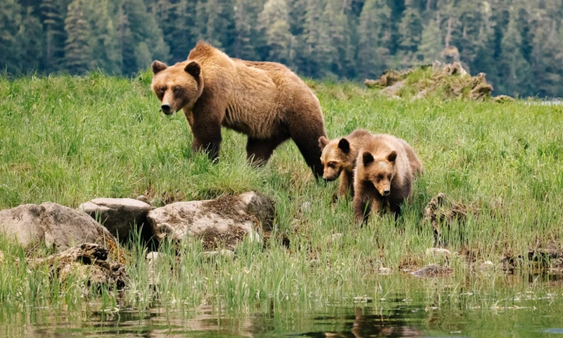 Les Différents Types De Rêves D'Ours Brun