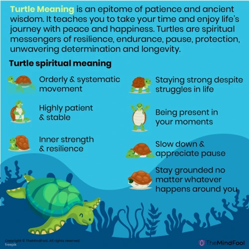 Les Différents Types De Tortues