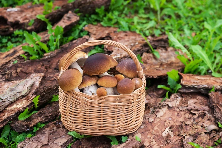 Les Rêves De Champignon Et L'Inconscient