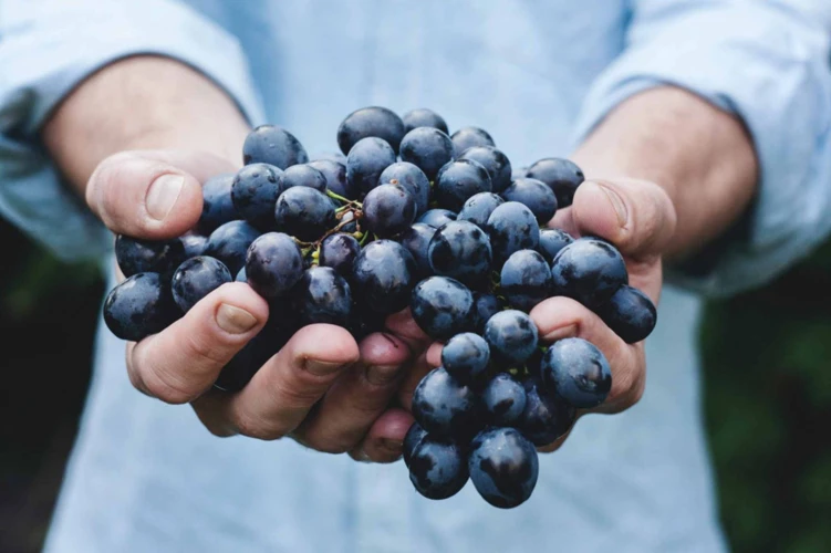 Les Émotions Liées Aux Rêves De Raisin