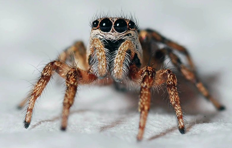 L'Interprétation Des Rêves Avec Une Grosse Araignée