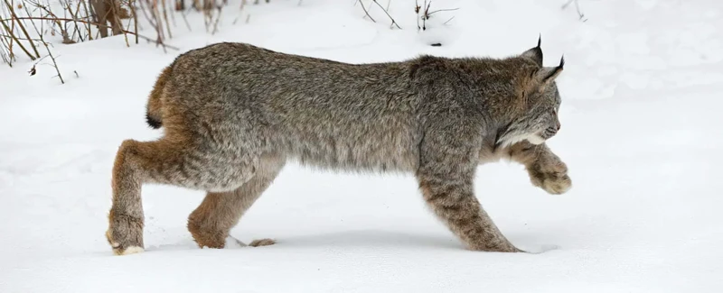 Le Lynx : Aperçu Général