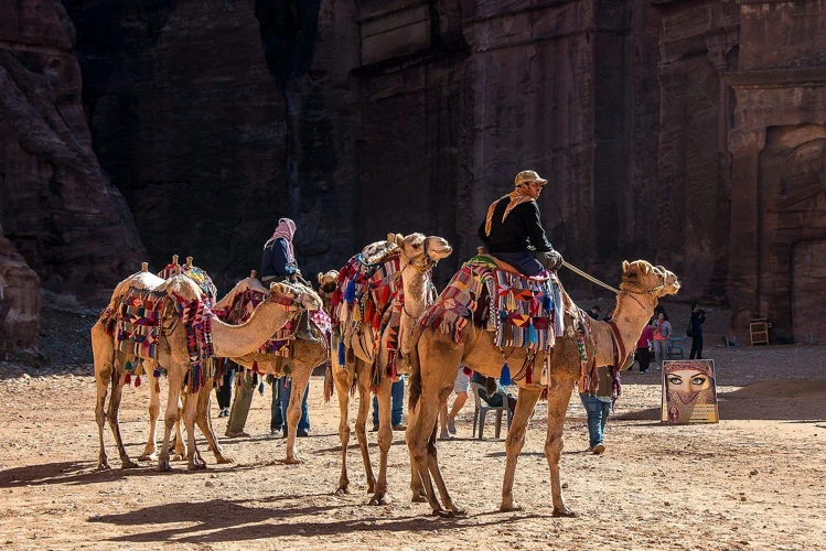 Le Camélidé Dans Les Rêves