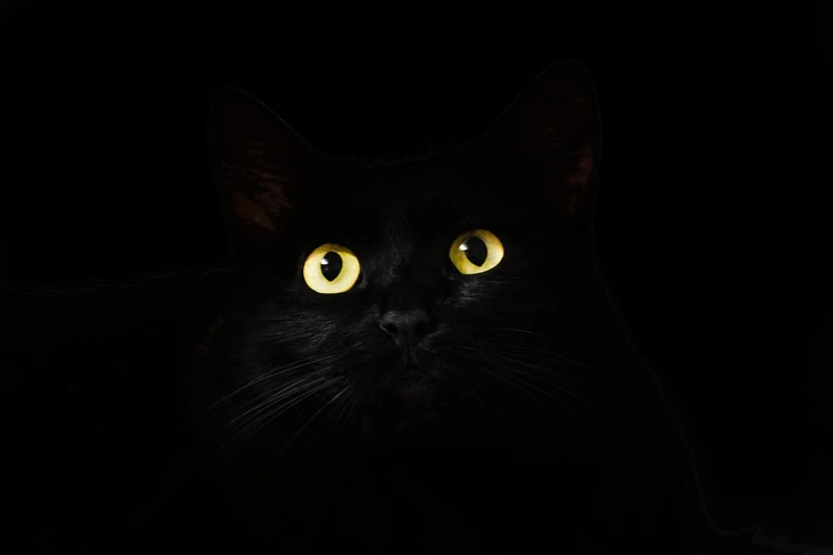 Rêver D'Un Chat Noir