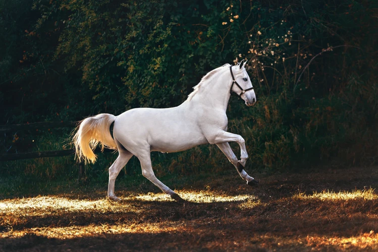 Rêve De Cheval Au Galop