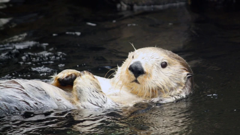 La Loutre Dans Les Rêves : Une Introduction