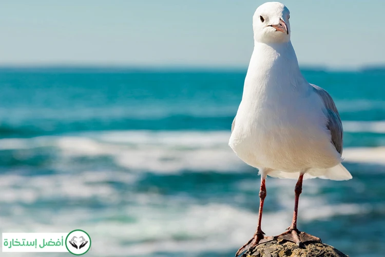 La Mouette : Un Symbole De Liberté