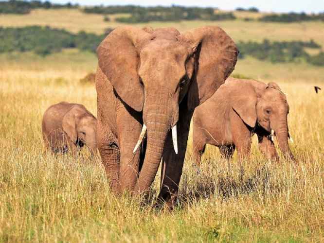 Symbolisme De L'Éléphant Dans Les Rêves