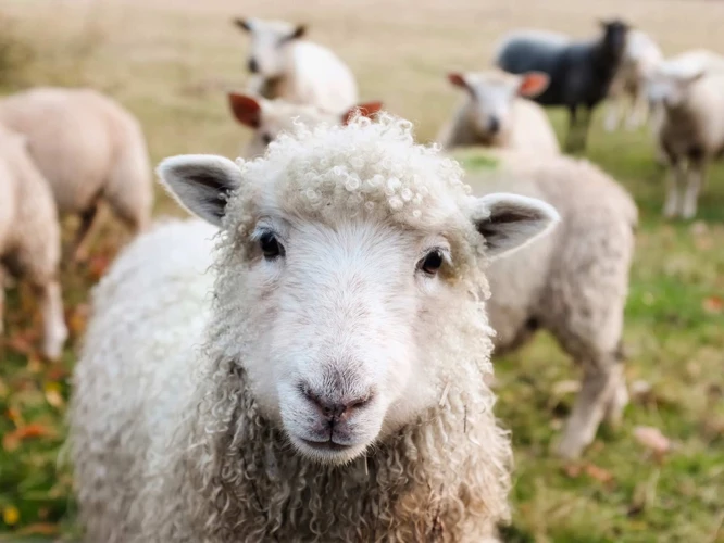 Le Symbolisme Du Mouton