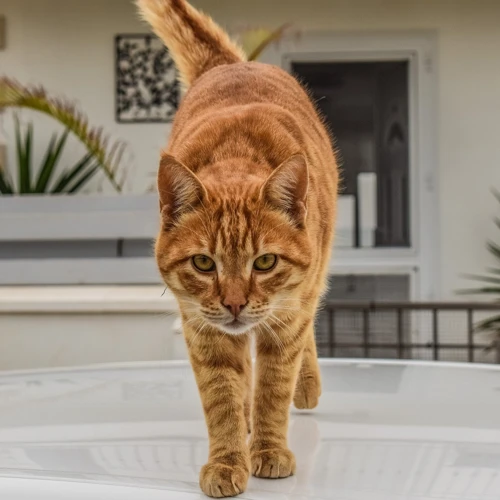 Le Symbolisme Du Chat Tigré