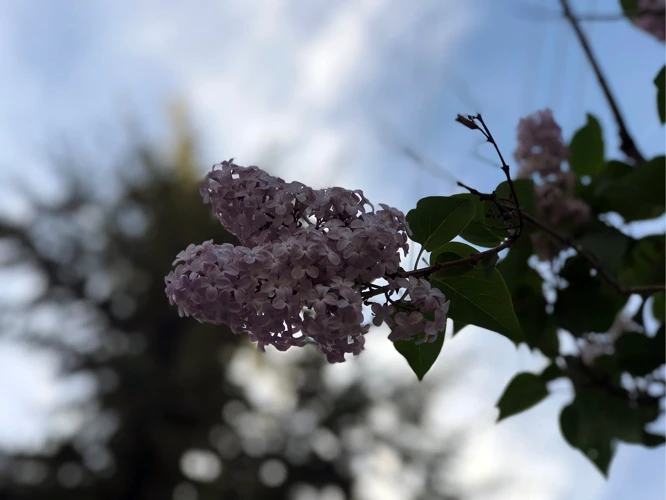 Qu'Est-Ce Que Le Lilas ?